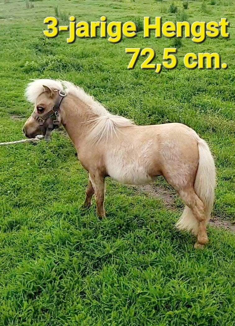 Palomino mini hengsten / hengst / dekhengst, Hengst