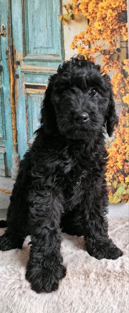 Goed gezonde labradoodle pupjes. Super karakters, Dieren en Toebehoren, Honden | Retrievers, Spaniëls en Waterhonden, Parvo, Overige rassen