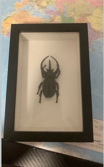 Ingelijste neushoornkever - Decoratief insect, Ophalen of Verzenden, Zo goed als nieuw, Insect, Opgezet dier