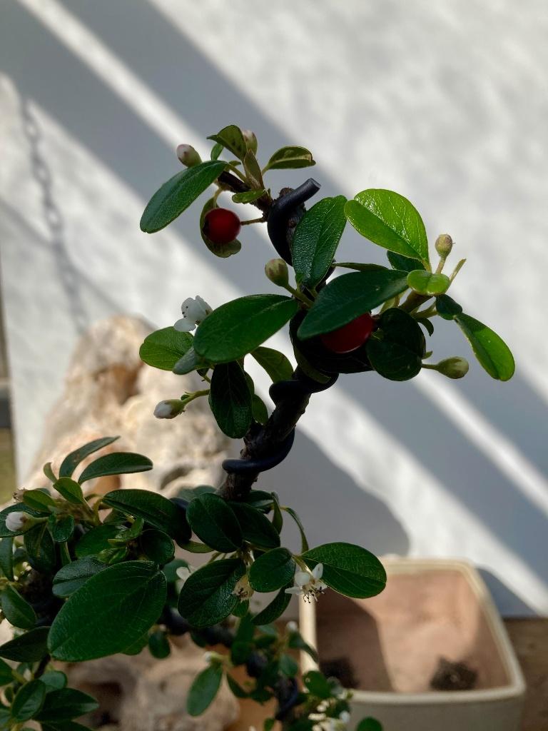 Bonsaï starter; Cotoneaster, Tuin en Terras, Planten | Bomen, Overige soorten, Minder dan 100 cm, Volle zon, Lente, In pot, Ophalen of Verzenden