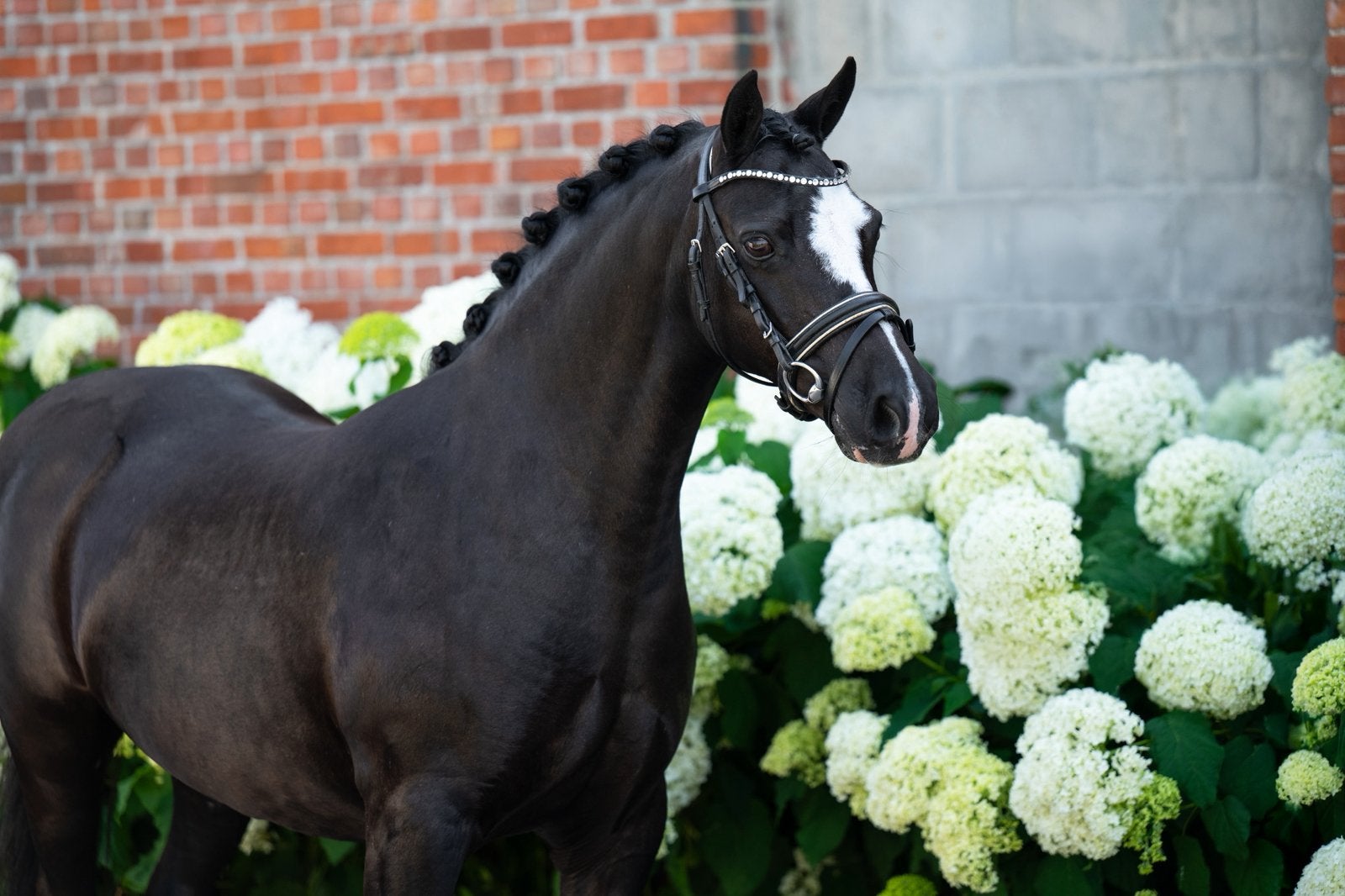 Mega knappe gereden Welsh merrie drachtig voor 2027, Merrie, Met stamboom, Zadelmak, B pony (1.17m tot 1.27m)