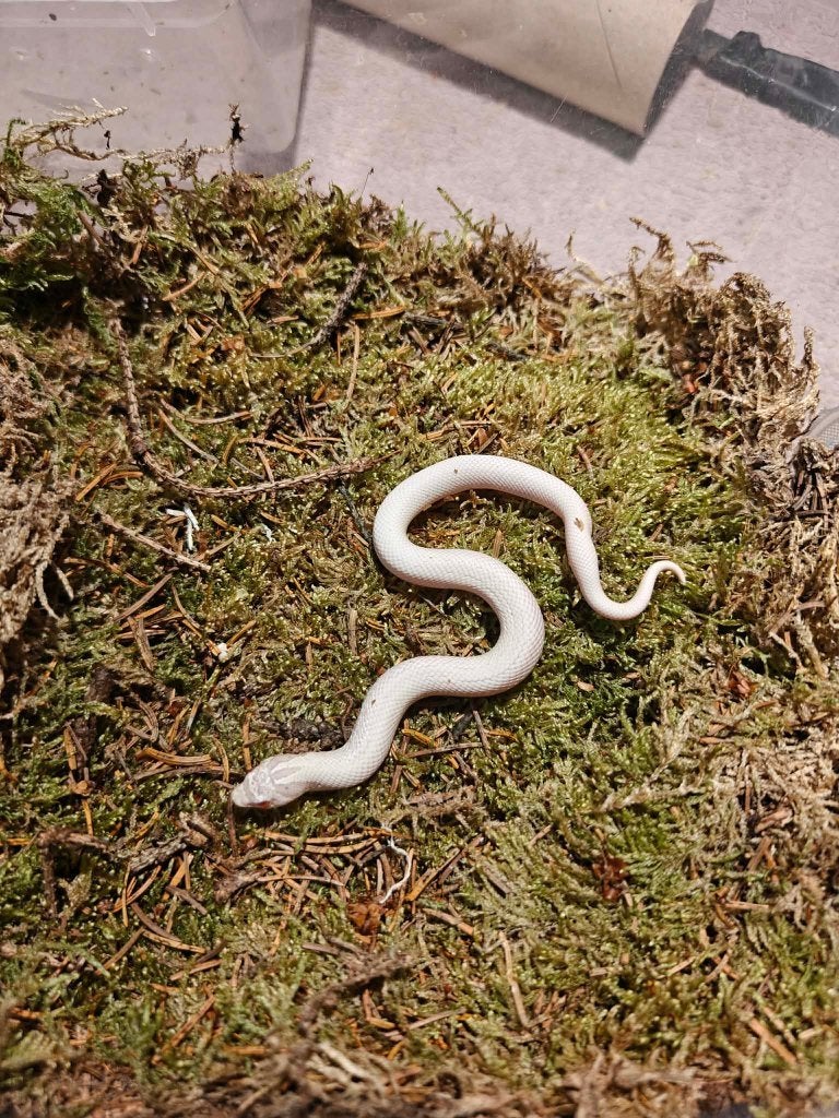 Haakneusslang snow superconda, Dieren en Toebehoren, Slang, 0 tot 2 jaar