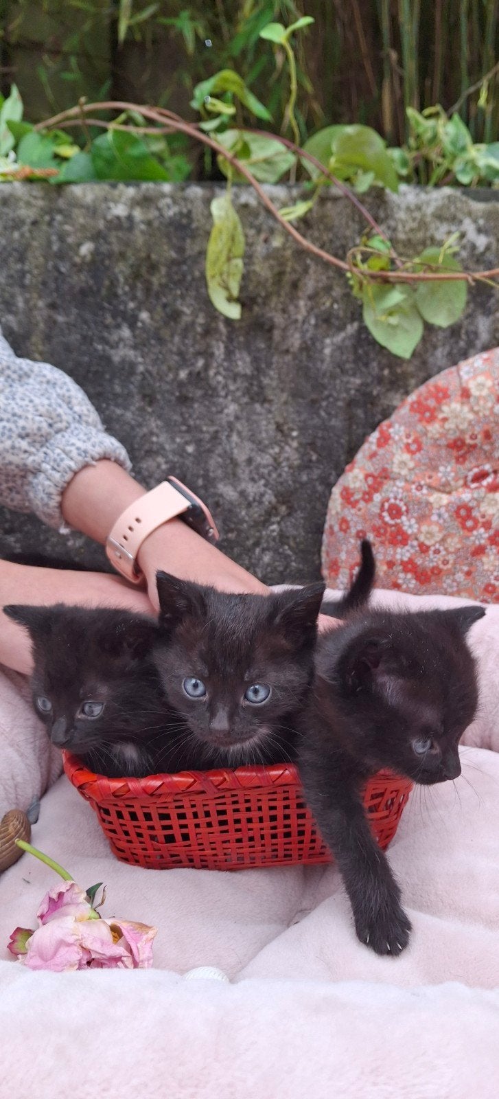 Allerschattigste katjes, Meerdere dieren, Kortharig, 0 tot 2 jaar