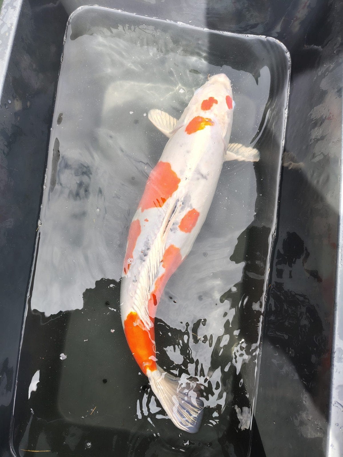 Japanse Doitsu Kohaku – 56 cm, Karper of Koi