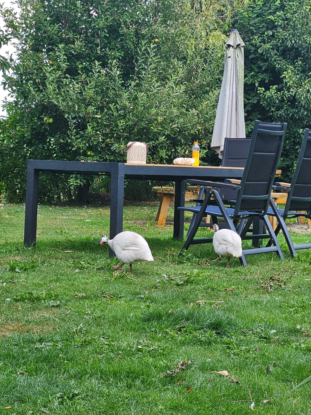 koppel parelhoenders., Dieren en Toebehoren, Pluimvee, Meerdere dieren, Eend