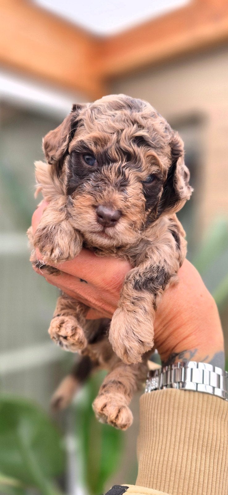 Exclusief Choco merle Toy /Dwergpoedel/ poedel, Poedel, Reu, CDV (hondenziekte), 8 tot 15 weken