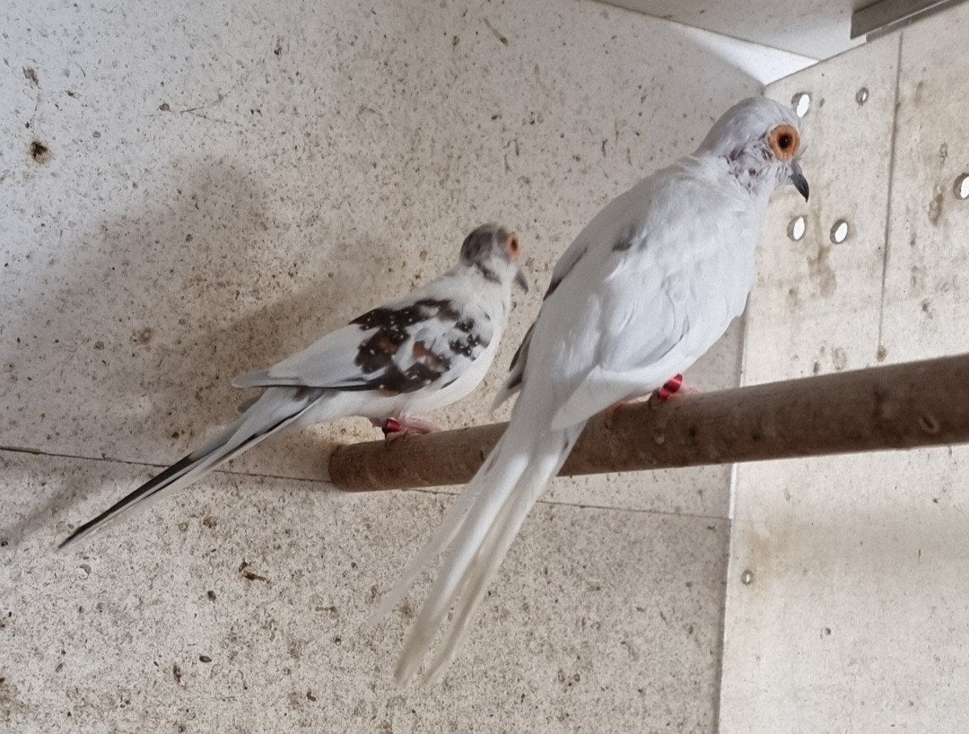 Bonte Diamant duifjes Koppel., Dieren en Toebehoren, Vogels | Duiven, Meerdere dieren, Overige soorten