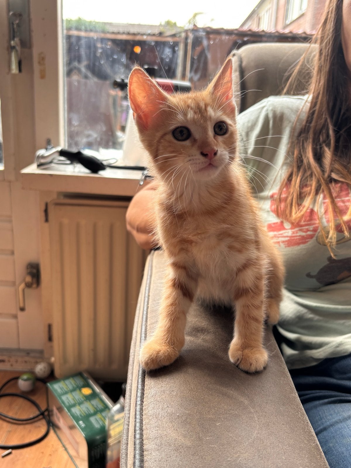 Rode kater Kittens, Dieren en Toebehoren, Kater, 0 tot 2 jaar