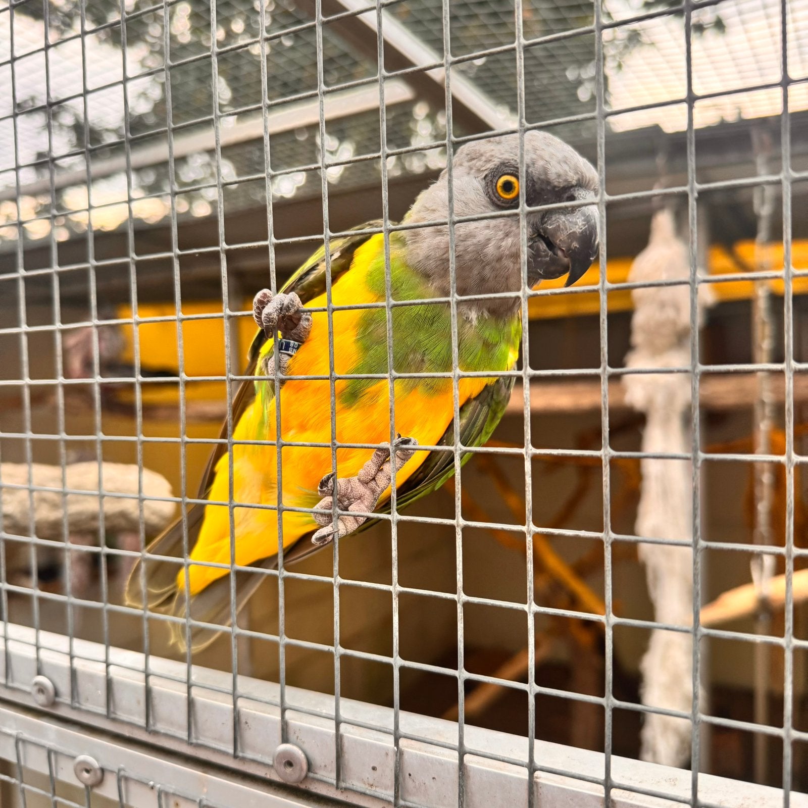 Te koop bonte boer man, Dieren en Toebehoren, Vogels | Parkieten en Papegaaien, Mannelijk, Papegaai, Geringd