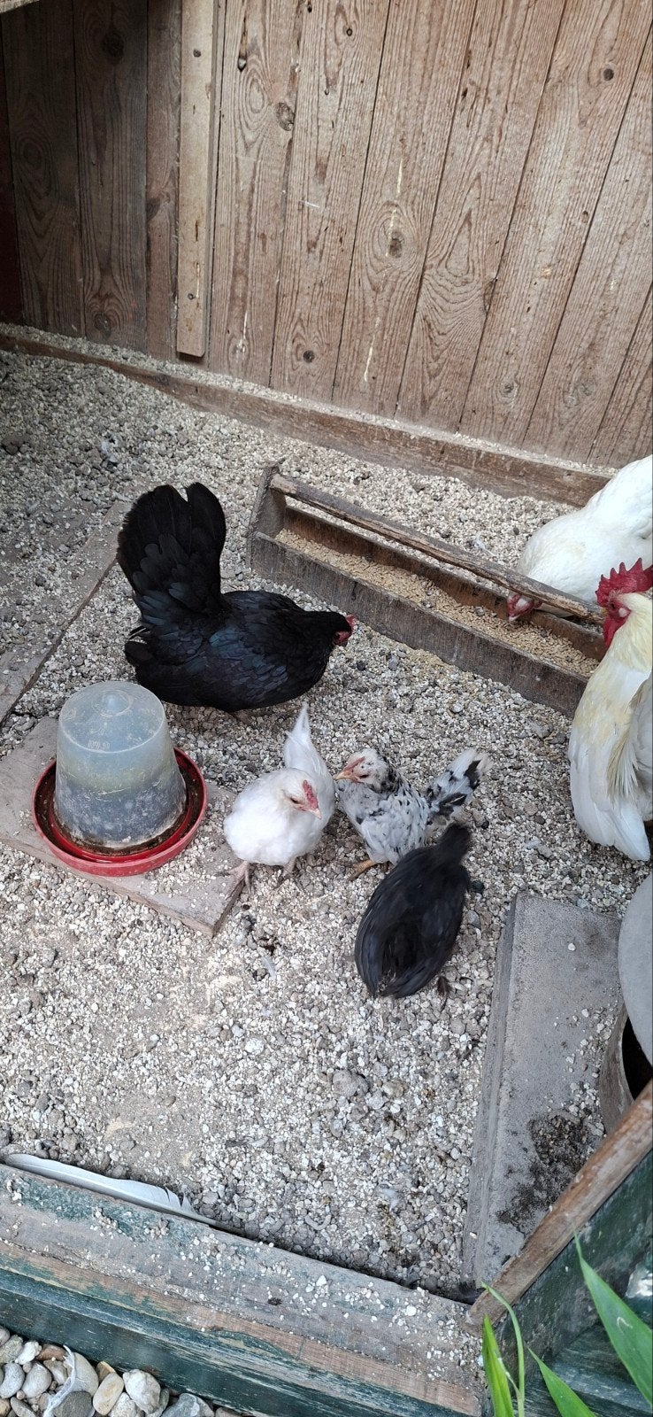 trio jonge serama's voor € 20,00, Dieren en Toebehoren, Meerdere dieren, Kip