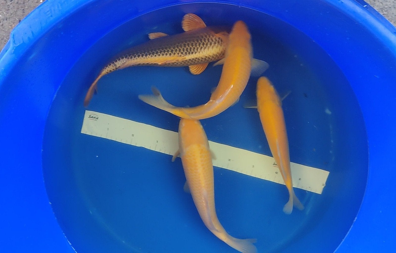 tosai karashigoi, Dieren en Toebehoren, Karper of Koi