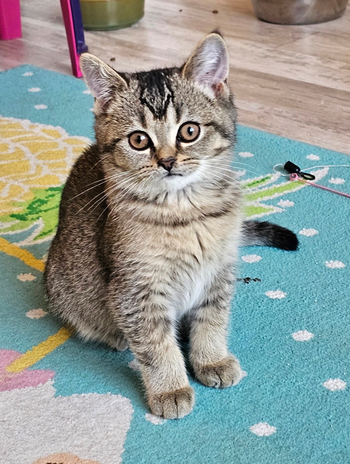 Schattige britse korthaar kittens.., Meerdere dieren, Gechipt