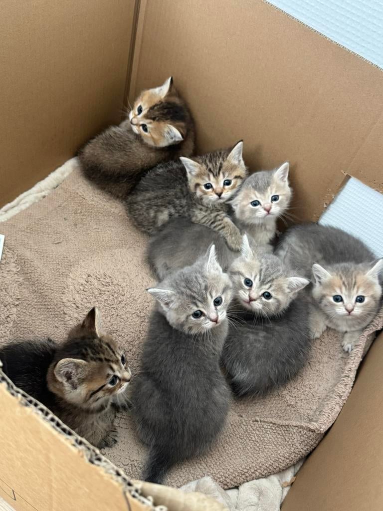 britse korthaar kittens, Meerdere dieren, Ontwormd, 0 tot 2 jaar