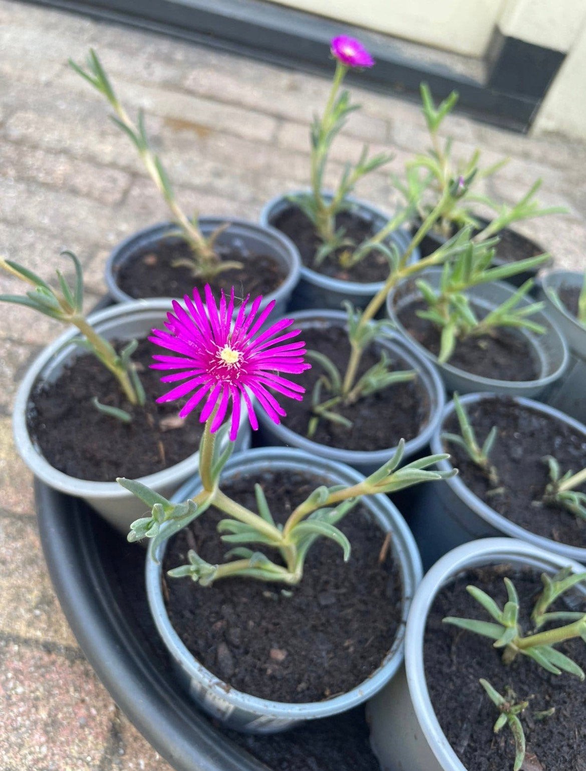 🌸 🐝  Delosperma ijsbloem vetplant roze bloemen rotstuin, Ophalen, Bodembedekkers, Volle zon, Vaste plant