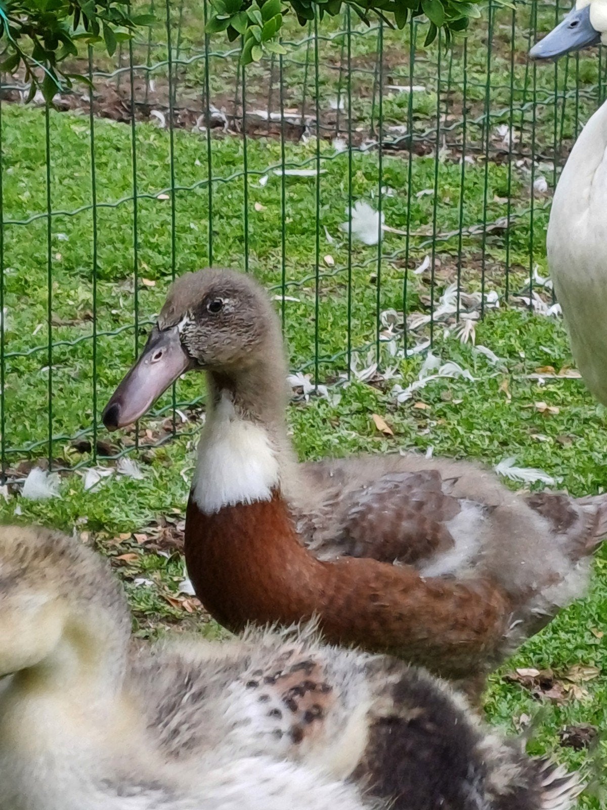 Krombek eenden, Dieren en Toebehoren, Pluimvee, Meerdere dieren, Eend