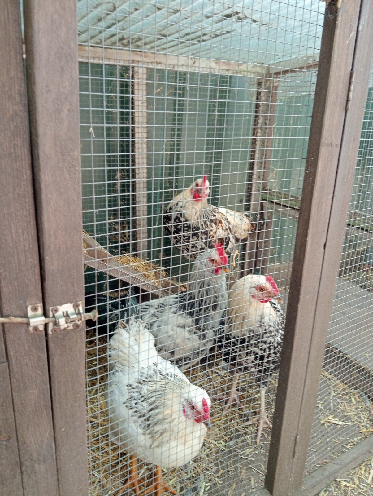 Mooie hanen tekoop, Dieren en Toebehoren, Pluimvee, Mannelijk, Kip