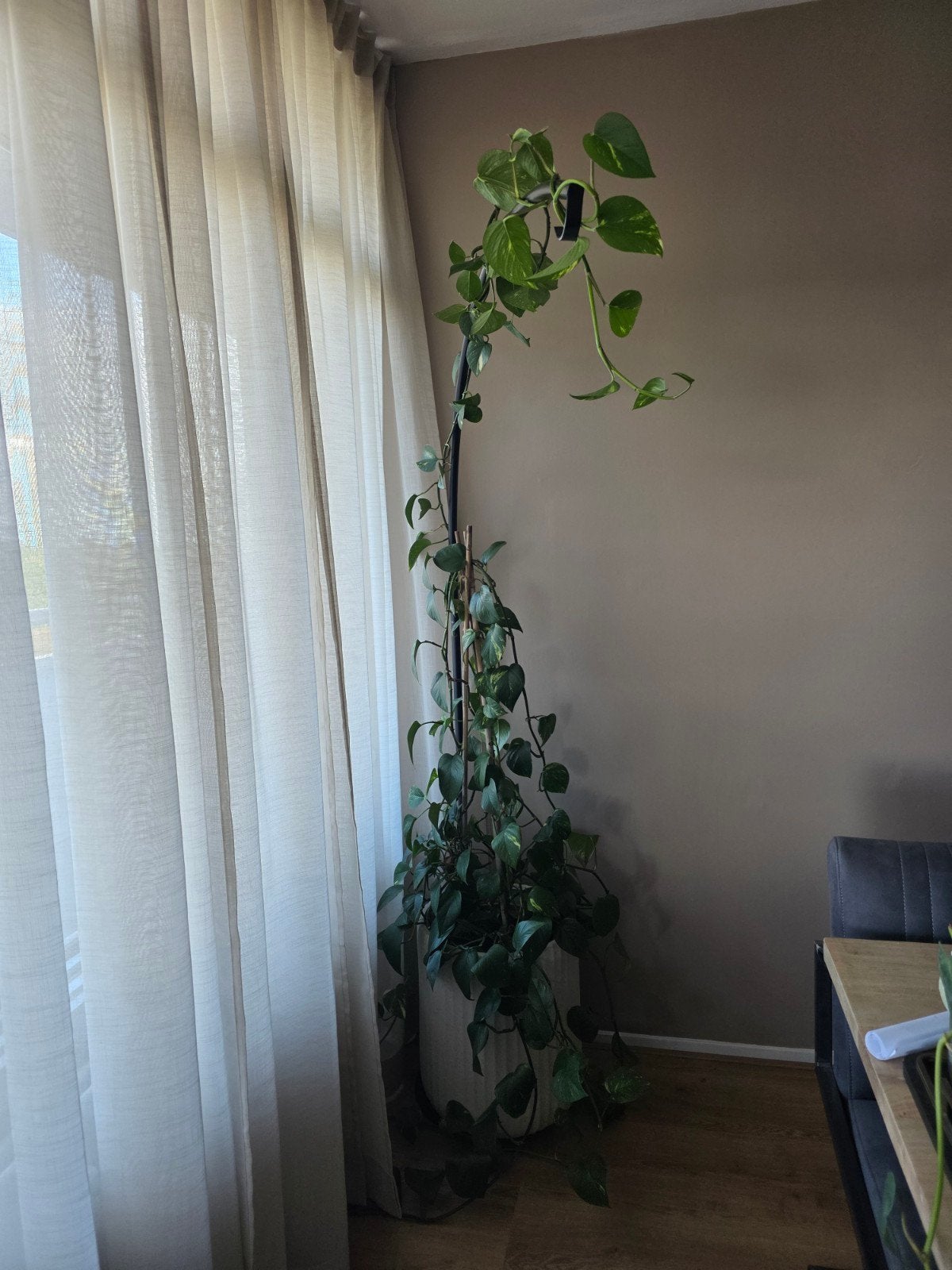 Grote plant met binnenpot, Ophalen, Gebruikt, Groen