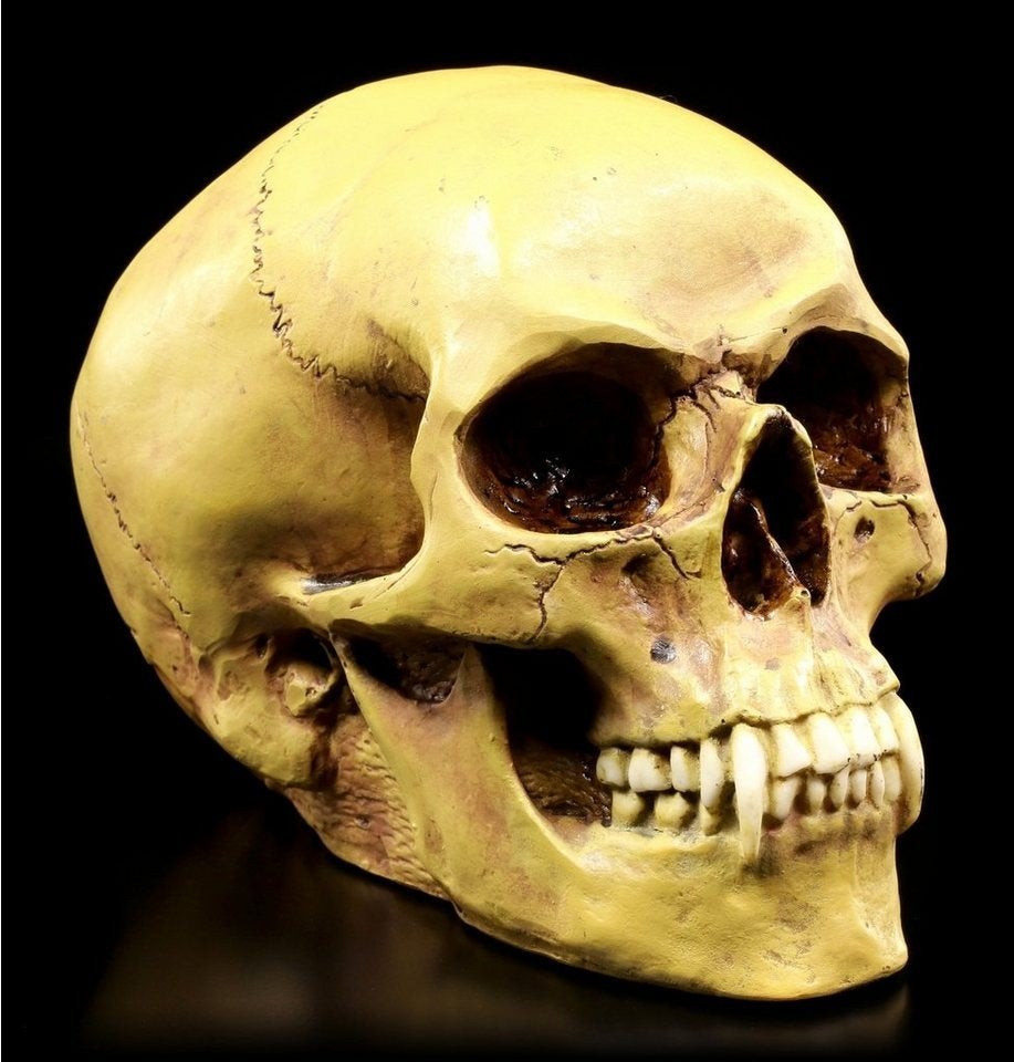 markus mayer skull (gezocht), Ophalen of Verzenden