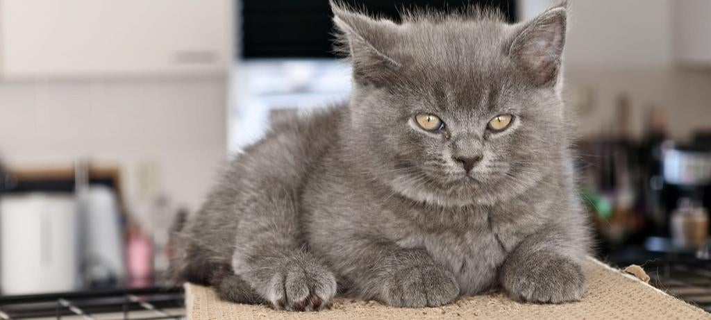 Nog 2 kittens 11 weken te koop, Dieren en Toebehoren, Katten en Kittens | Raskatten | Langhaar, Meerdere dieren