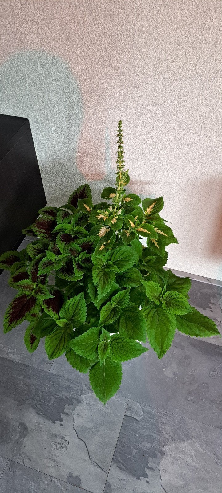 Coleus (siernetel) stekken, met prachruge tinten., Bloeiende kamerplant, Ophalen of Verzenden, Halfschaduw, Minder dan 100 cm