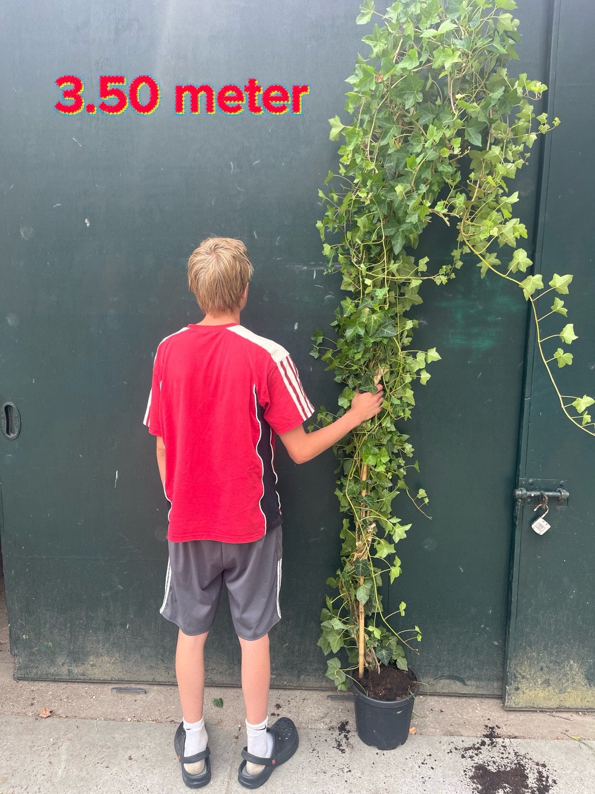 Goedkope Hedera klimop 3.5 meter, Halfschaduw, Overige soorten, 250 tot 400 cm, Ophalen