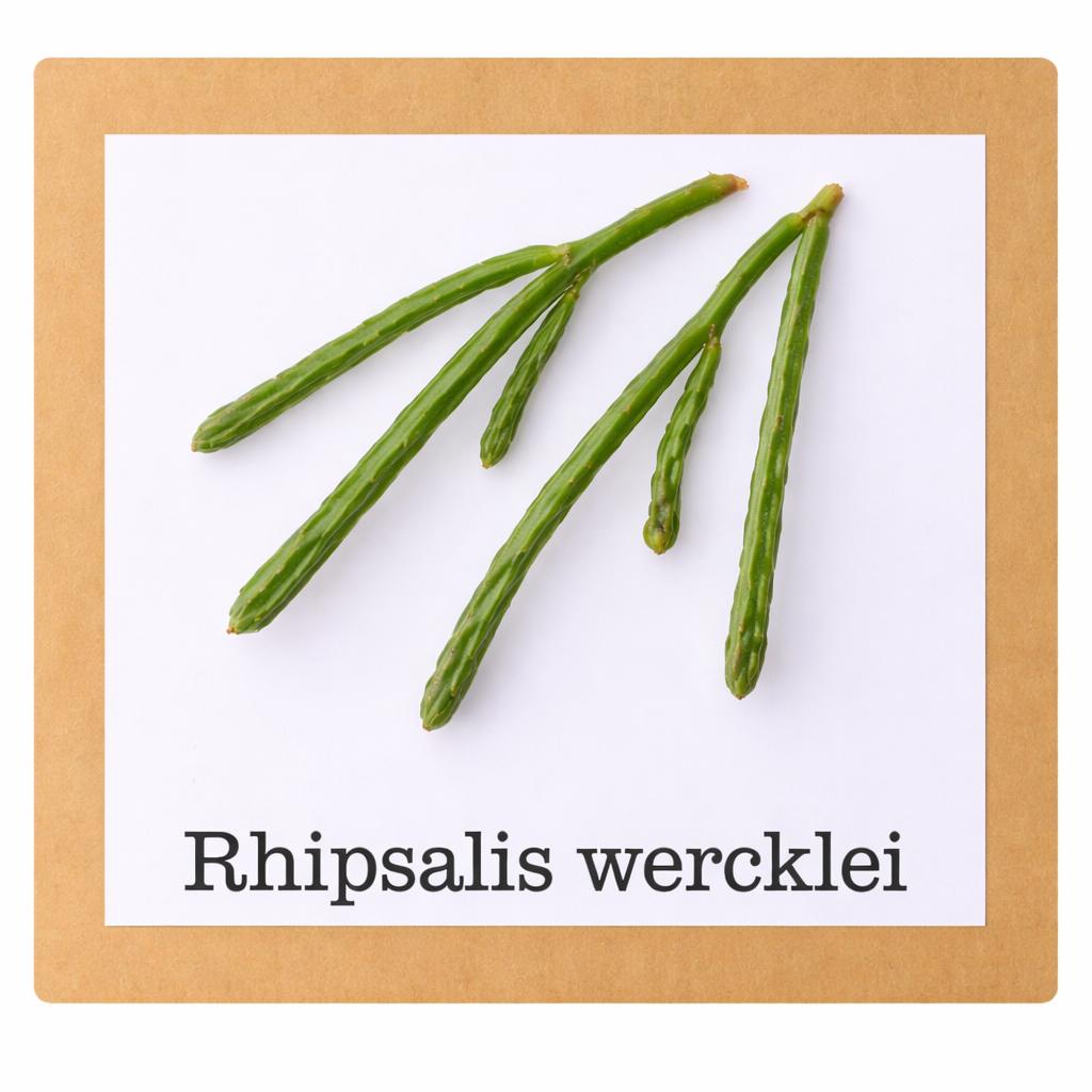 28. rhipsalis wercklei stekje €1,50, Ophalen of Verzenden, Halfschaduw, Minder dan 100 cm