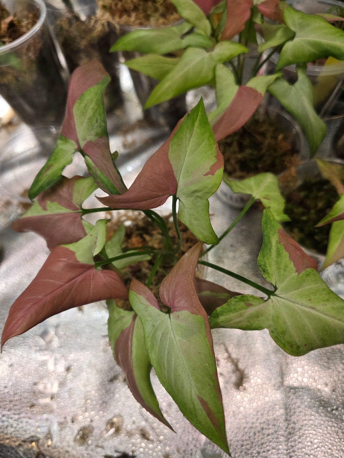 Syngonium pink salmon, Huis en Inrichting, Ophalen of Verzenden, Halfschaduw, Minder dan 100 cm