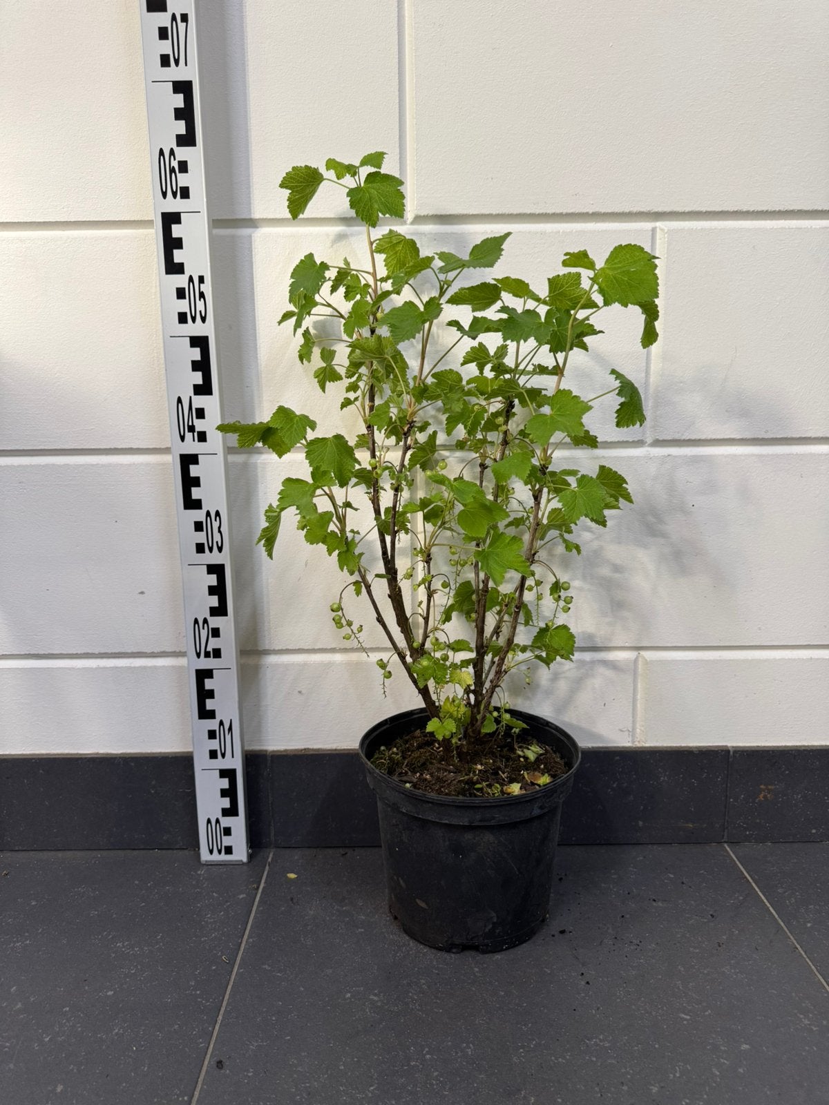 Aalbes (Echte wilde soort) 3L volle struik, Ophalen of Verzenden, Overige soorten, Struik, Minder dan 100 cm