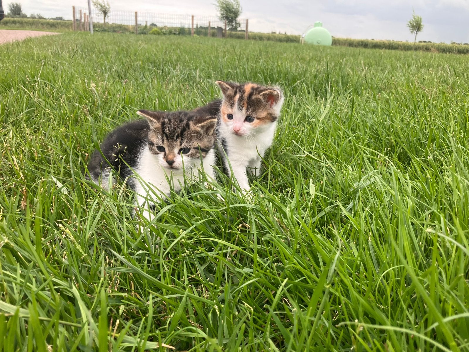 2 mooie lapjes kittens te koop, Poes