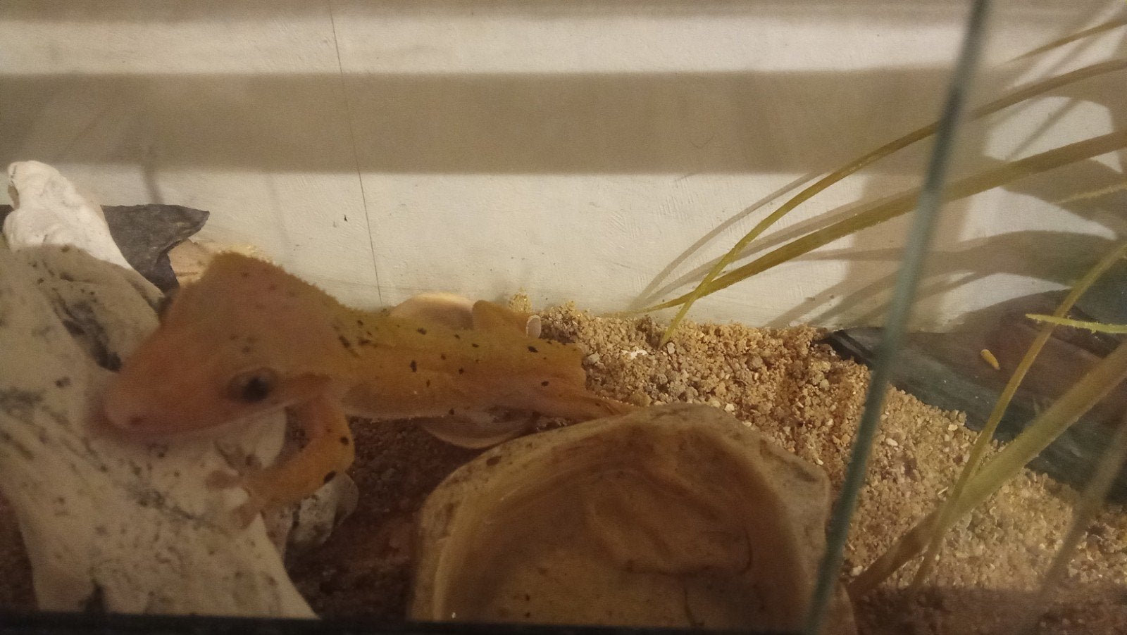 wimpergecko man lily white black spotted ( + terrarium ), Dieren en Toebehoren, Reptielen en Amfibieën, Hagedis, 0 tot 2 jaar
