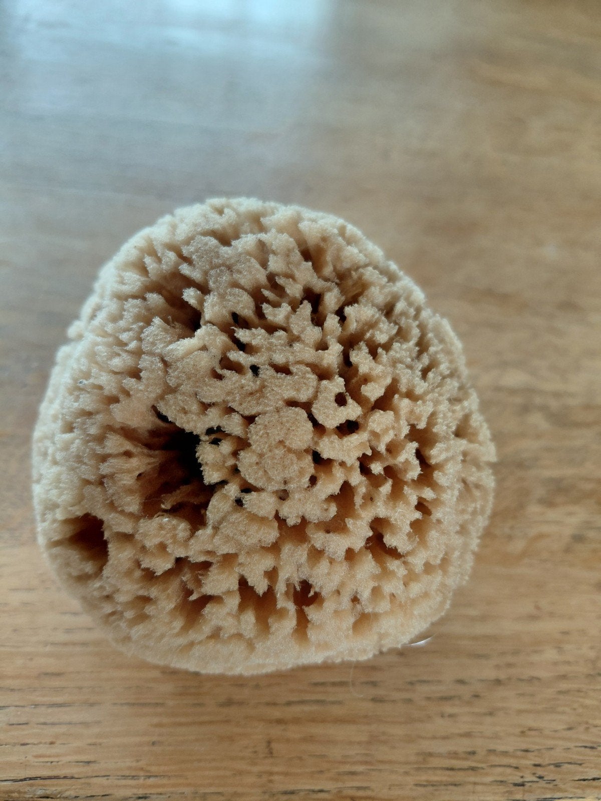 natuurspons +/- 12 cm doorsnee., Ophalen of Verzenden