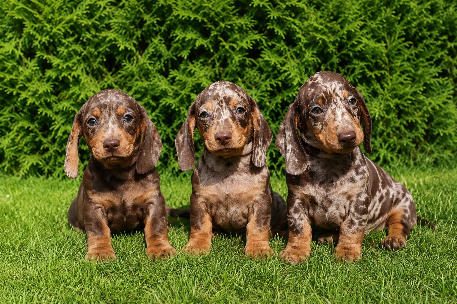 Dwerg teckel pups te koop, Dieren en Toebehoren, Honden | Teckels en Dashonden, Parvo, Nederland, 8 tot 15 weken, Korthaar