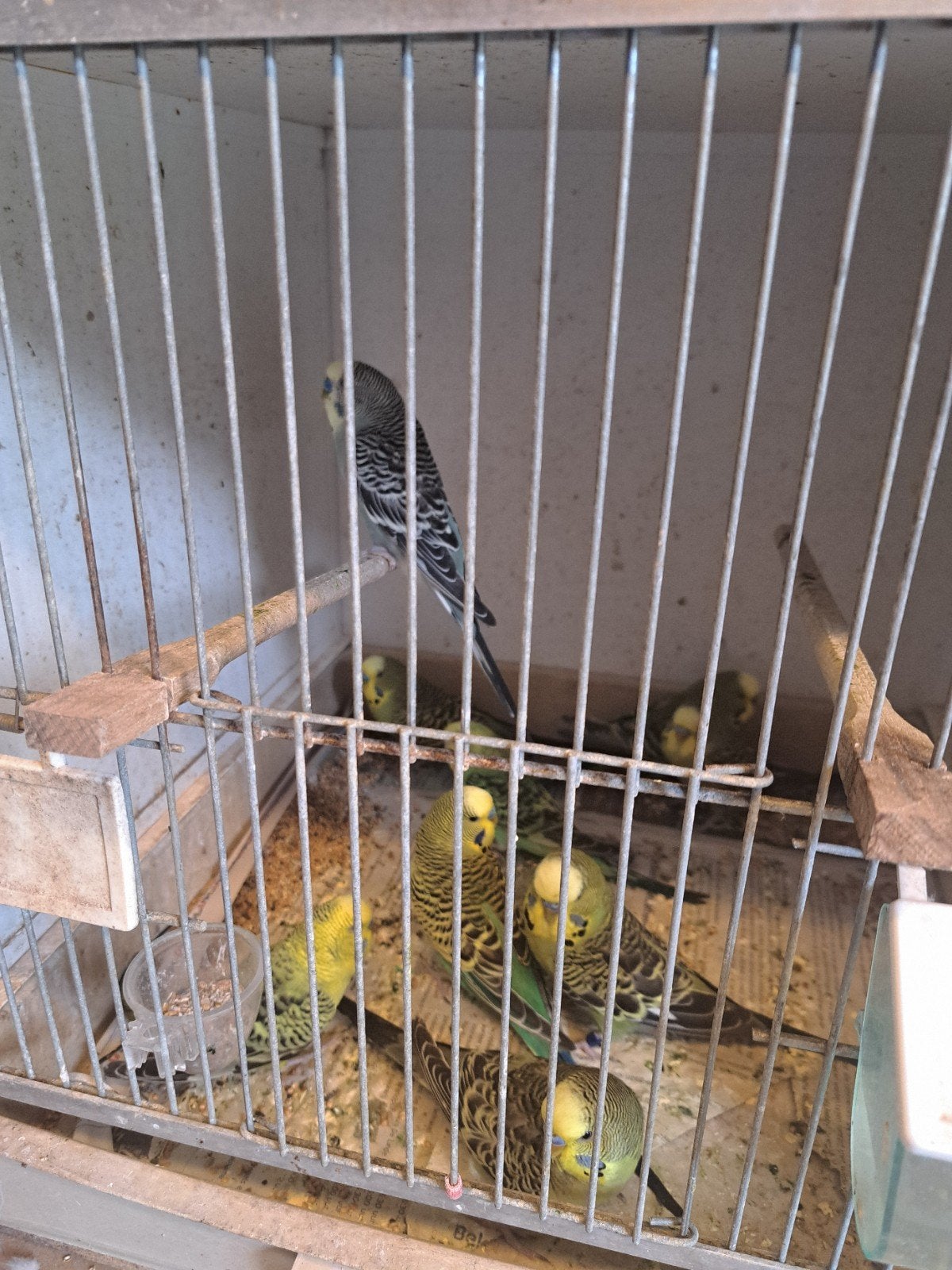 groen blauw grijs, Meerdere dieren, Parkiet
