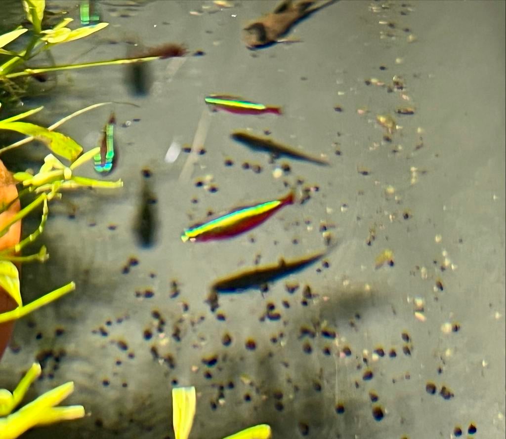 Paracheirodon simulans/ Blauwe neon, Dieren en Toebehoren, Vissen | Aquariumvissen, Vis