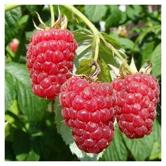 Biologische frambozenstekken, heerlijk zoete vruchten!, Tuin en Terras, Planten | Tuinplanten, Ophalen, Volle zon, Vaste plant