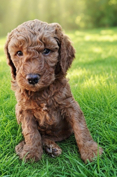 Australian Labradoodle Medium, Dieren en Toebehoren, Nederland, Overige rassen, 8 tot 15 weken, Meerdere