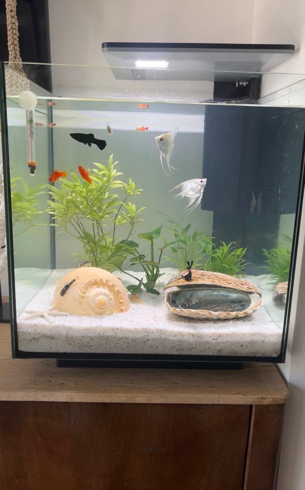 Superfish Qubic Aquarium 60 L compleet, Dieren en Toebehoren, Vissen | Aquaria en Toebehoren, Ophalen of Verzenden, Zo goed als nieuw