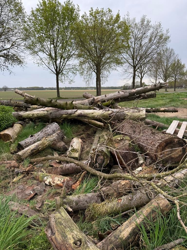 Dennen Houtstammen voor Brandhout - Zelf Zagen & Laden, 6 m³ of meer, Ophalen of Verzenden, Overige houtsoorten, Stammen