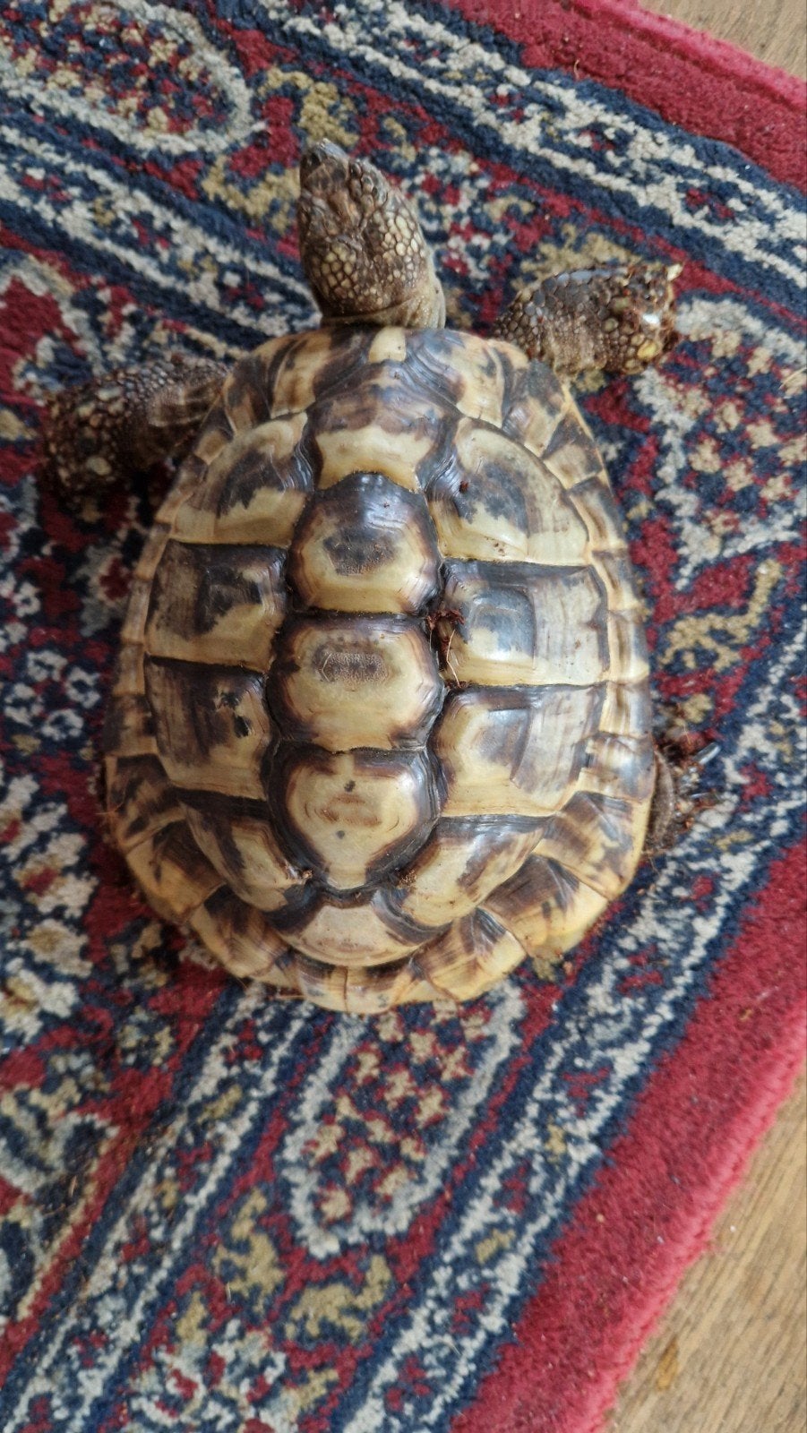 2 griekse  landschildpadden Tortoise photo 5