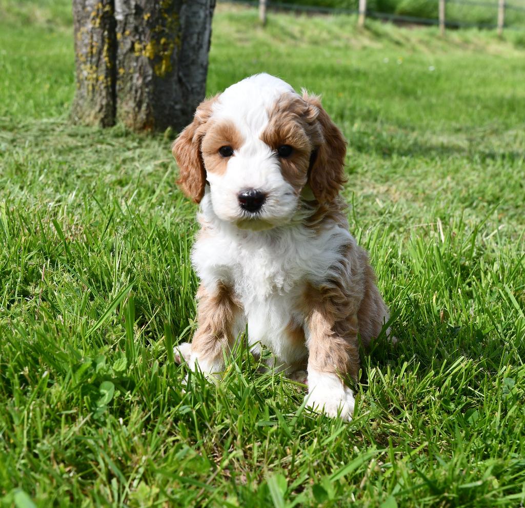 Australian Labradoodle pups uit geteste ouders, Dieren en Toebehoren, Honden | Retrievers, Spaniëls en Waterhonden, Parvo, Nederland