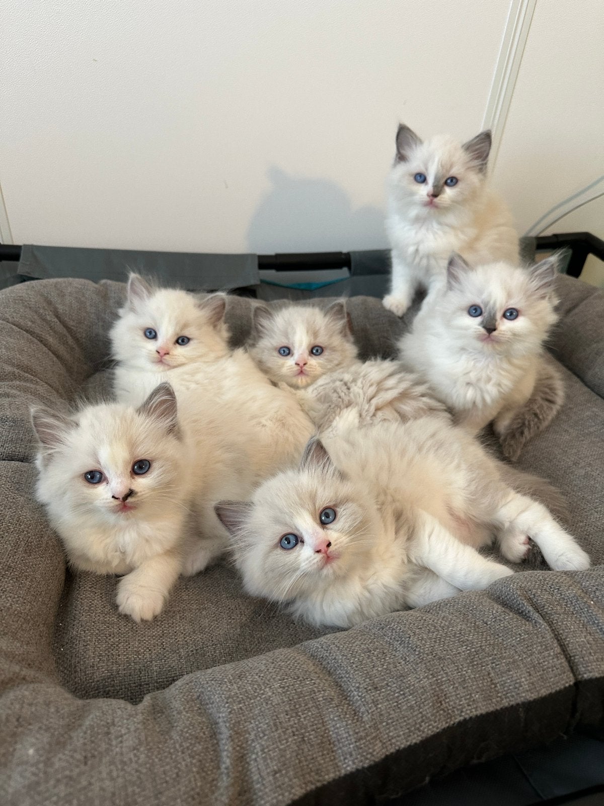Prachtige Ragdoll kittens te koop (zonder stamboom), Dieren en Toebehoren, Meerdere dieren, Gechipt