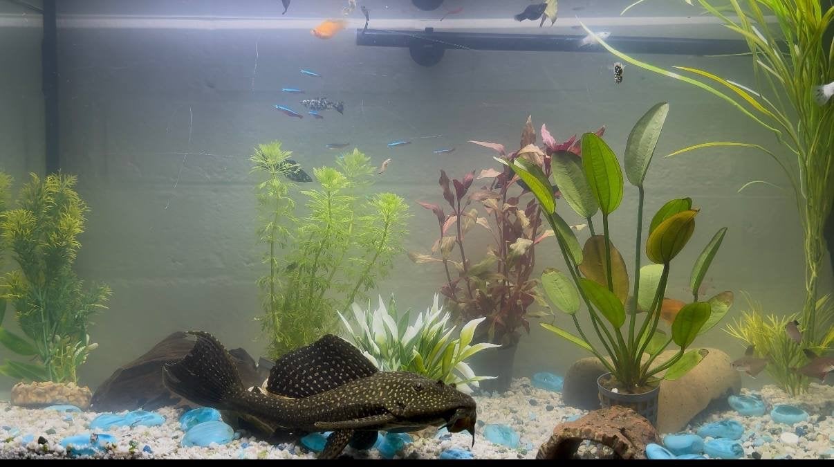 Te koop 2 Pleco’s Gezond en in goede conditie Alleen afhalen, Vis