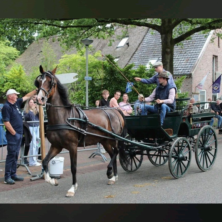 kwpn tuig paard merrie 5 jaar, Merrie, E pony (1.48m - 1.57m), Tuigpony, 3 tot 6 jaar