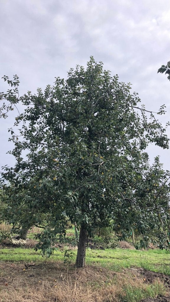 Zoete Pippeling Hoogstam appel 45 jaar, Ophalen, 400 cm of meer, Appelboom, Lente