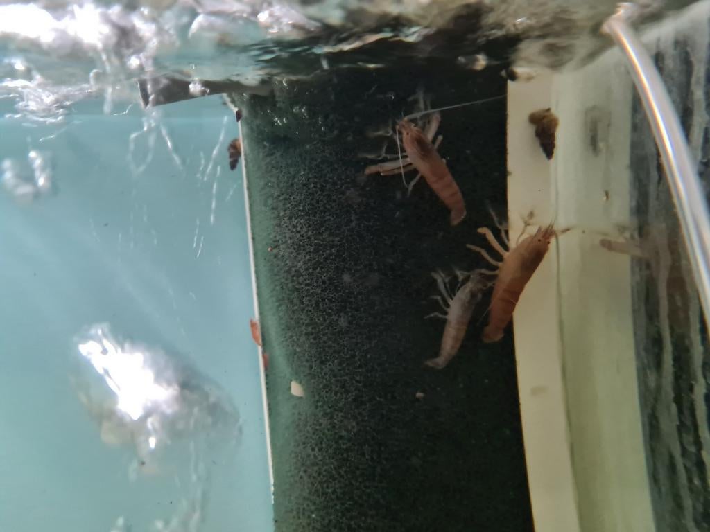 Blauwe waaierhandgarnaal, Atya Gabonensis, Vis, Zoetwatervis