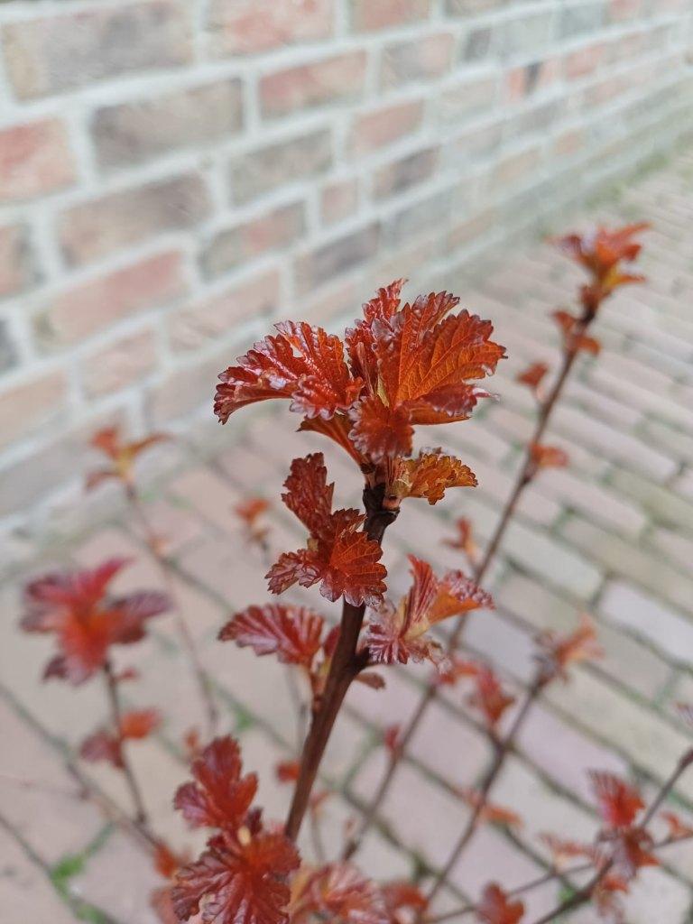 De moeite waard van A tot Z (deel 1), Ophalen, Overige soorten, Halfschaduw
