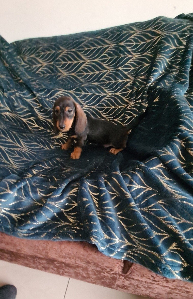 dwergteckel pup, reutje., Parvo, 8 tot 15 weken, Meerdere, Nederland