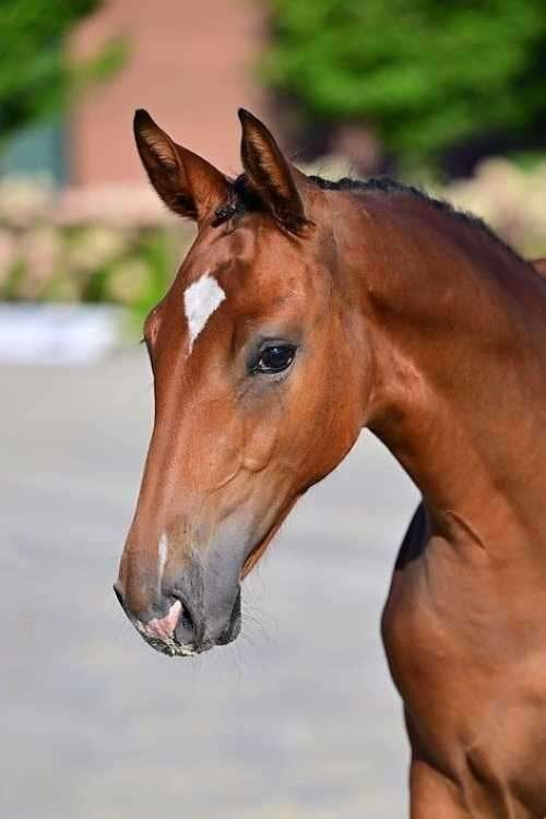 veulen  Comthago vdl x Plot-Blue x Kashmir v/h Schuttershof, Dieren en Toebehoren, Merrie, Springpaard, Minder dan 160 cm, Met stamboom