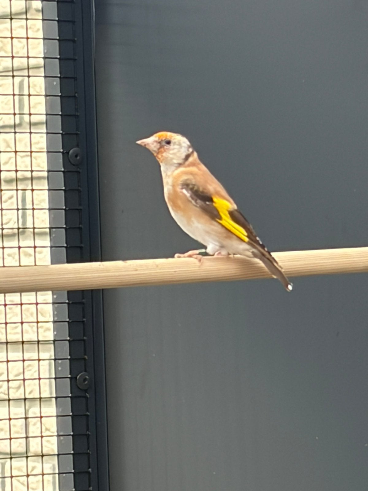 Bruine putter  bloemputter, Meerdere dieren, Wildzangvogel, Geringd
