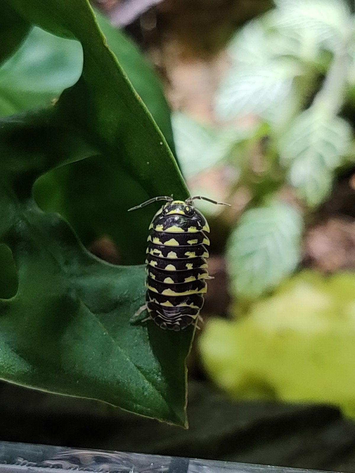 Yellow zebra isopods, Overige soorten